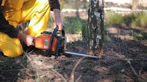 Trusted Doraville, GA Tree Services Experts