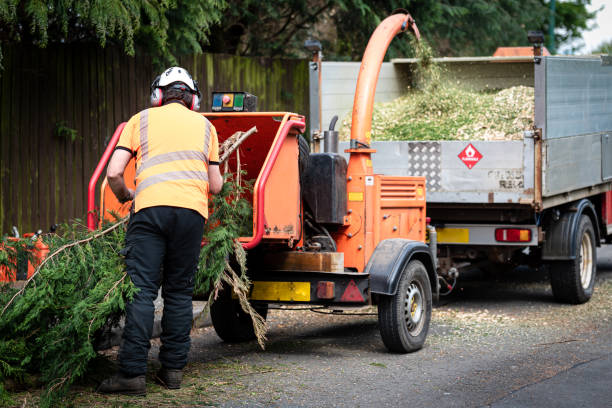 How Our Tree Care Process Works  in  Doraville, GA